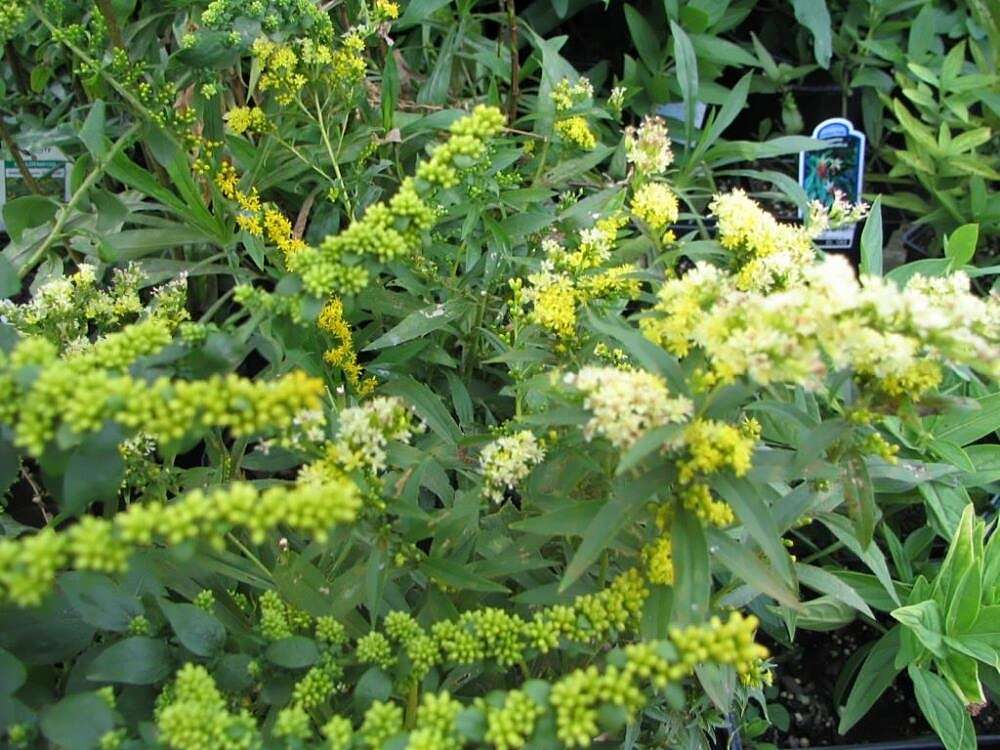 Image of wrinkleleaf goldenrod