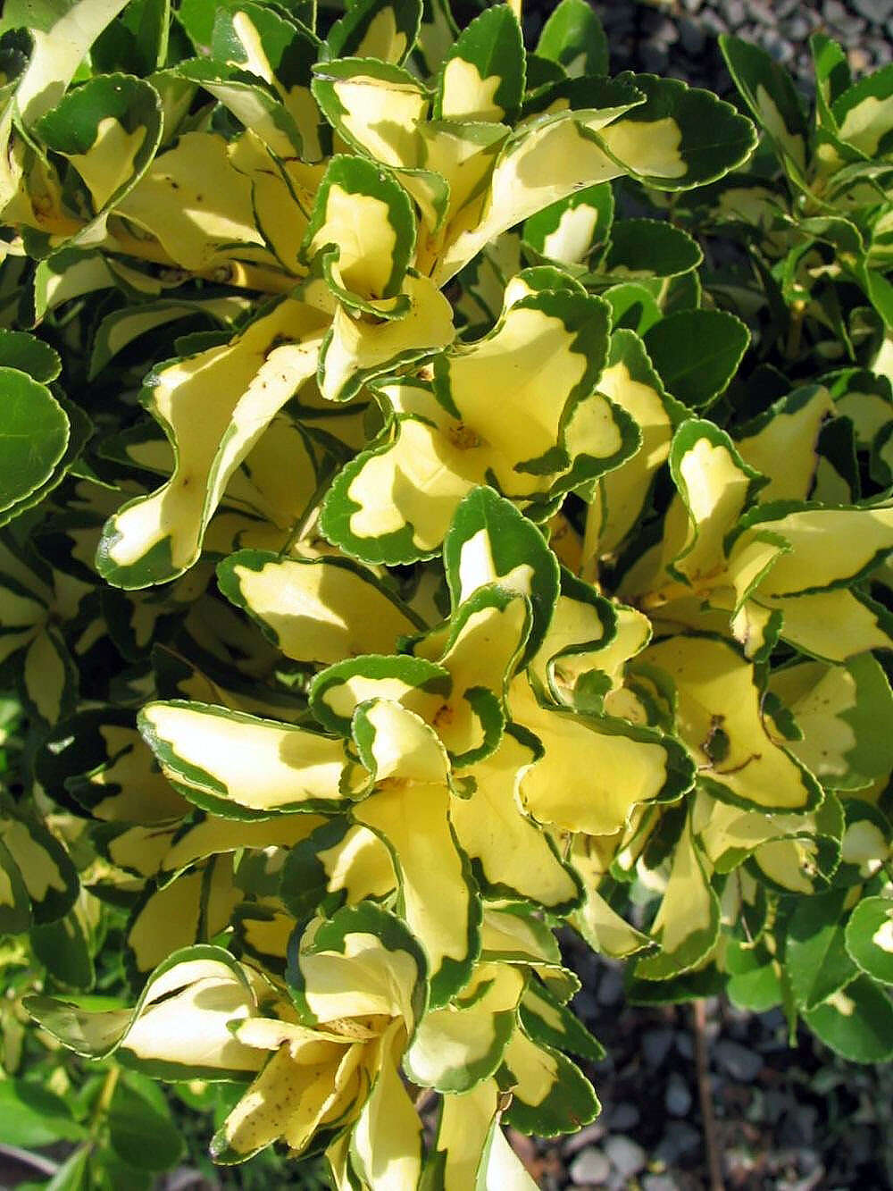 Plancia ëd Euonymus japonicus Thunb.