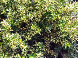 Plancia ëd Euonymus japonicus Thunb.