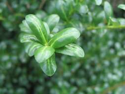 Image of Japanese holly