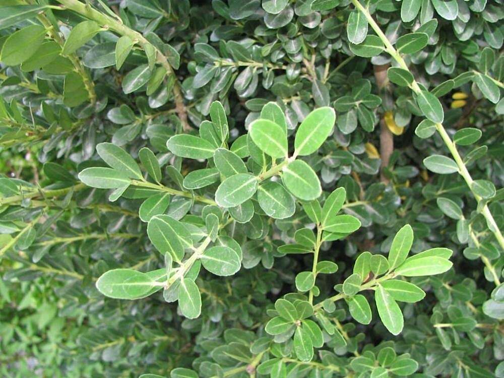 Image of Japanese holly