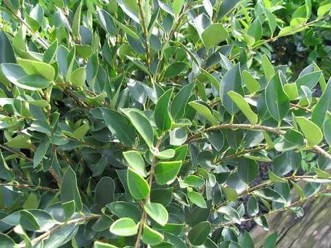 Image of Japanese privet