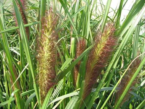 Imagem de Pennisetum alopecuroides