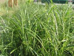 Imagem de Miscanthus sinensis Andersson