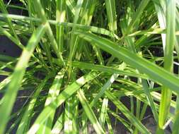 Imagem de Miscanthus sinensis Andersson