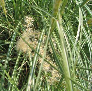 Imagem de Miscanthus sinensis Andersson