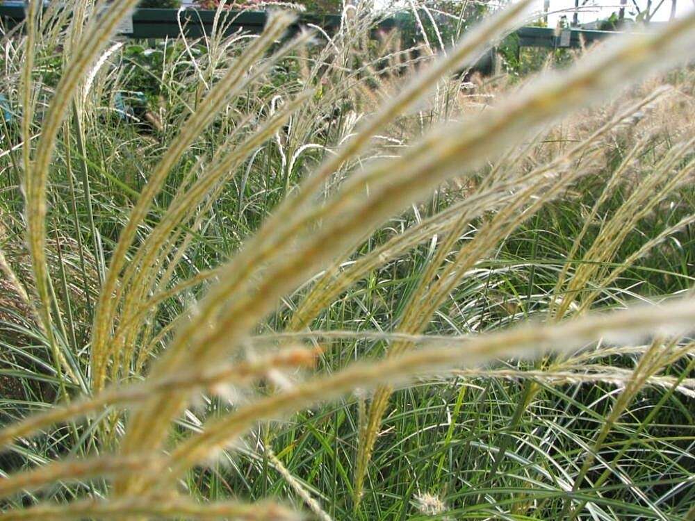 Imagem de Pennisetum alopecuroides