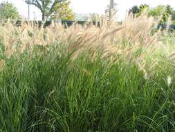 Imagem de Pennisetum alopecuroides