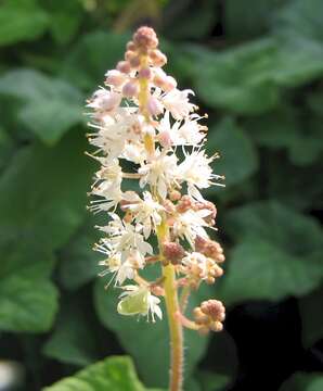 Image of Heartleaved foamflower