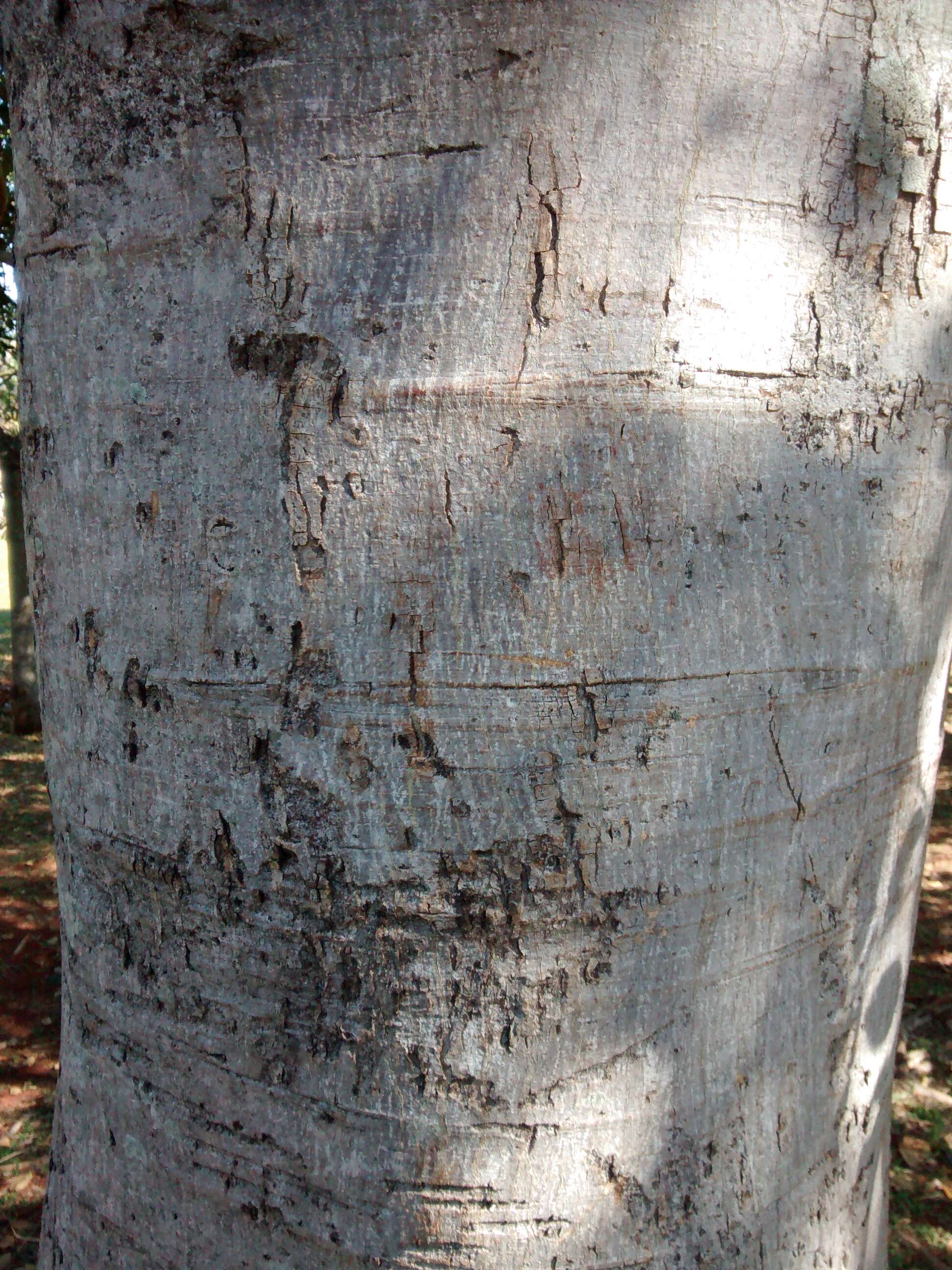 Image of Ficus pertusa L. fil.