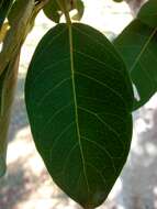 Image of Ficus pertusa L. fil.