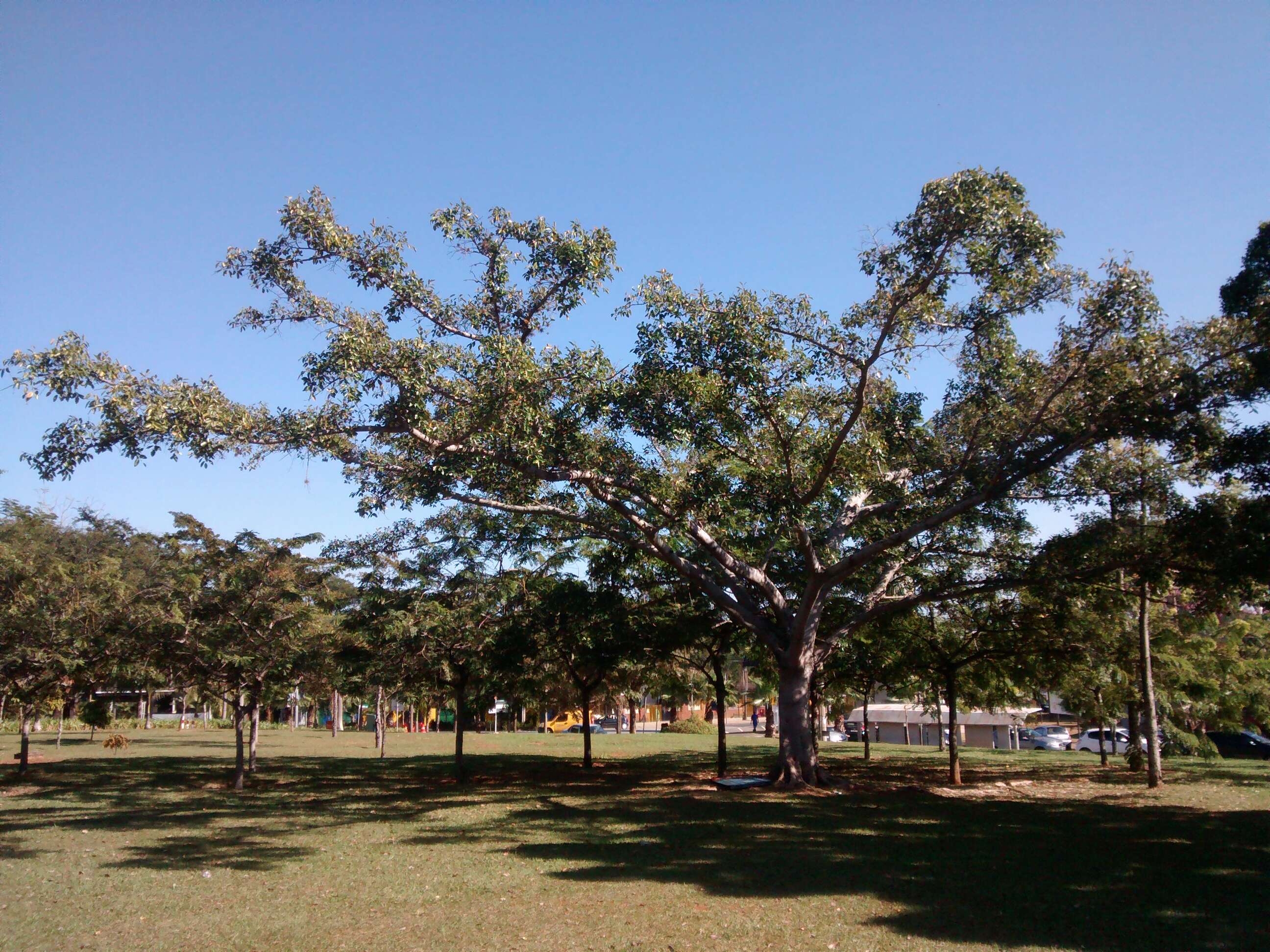 Image of Ficus pertusa L. fil.