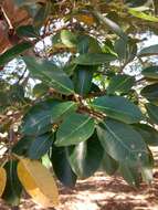 Image of Ficus pertusa L. fil.