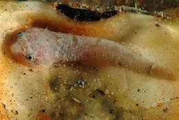 Sivun Diplecogaster kuva