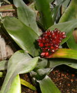 Image of Aechmea farinosa (Regel) L. B. Sm.