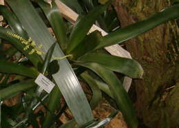 Aechmea lingulata (L.) Baker的圖片