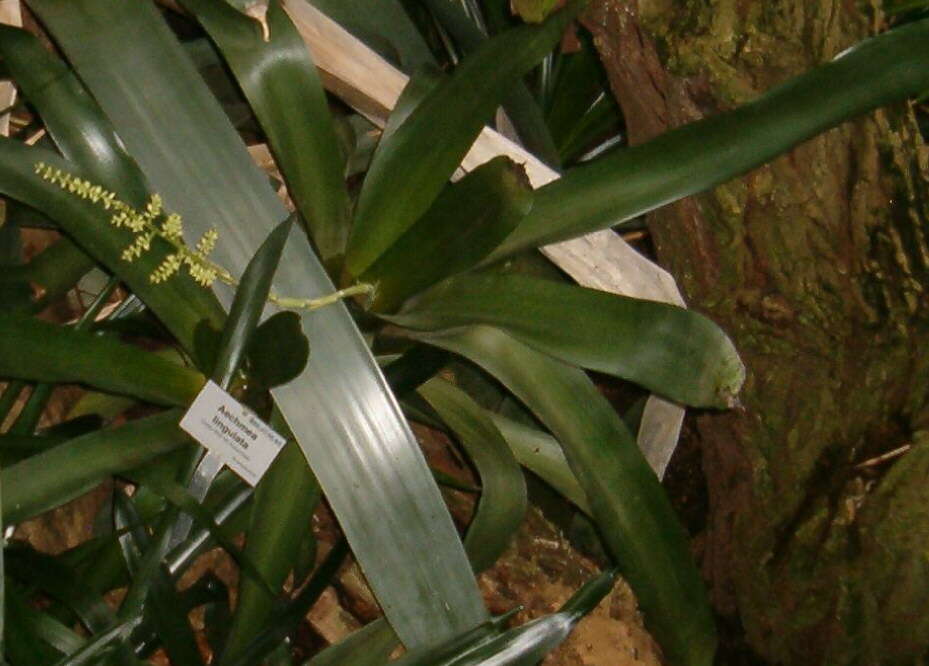 Aechmea lingulata (L.) Baker的圖片