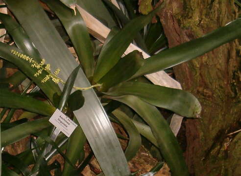 Aechmea lingulata (L.) Baker的圖片