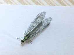 Image of Green lacewing