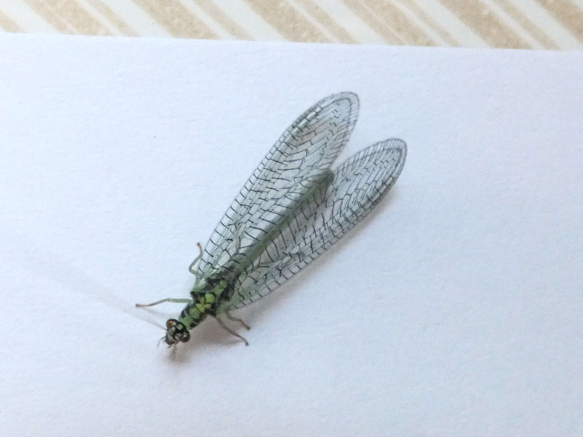 Image of Green lacewing