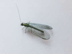 Image of Green lacewing