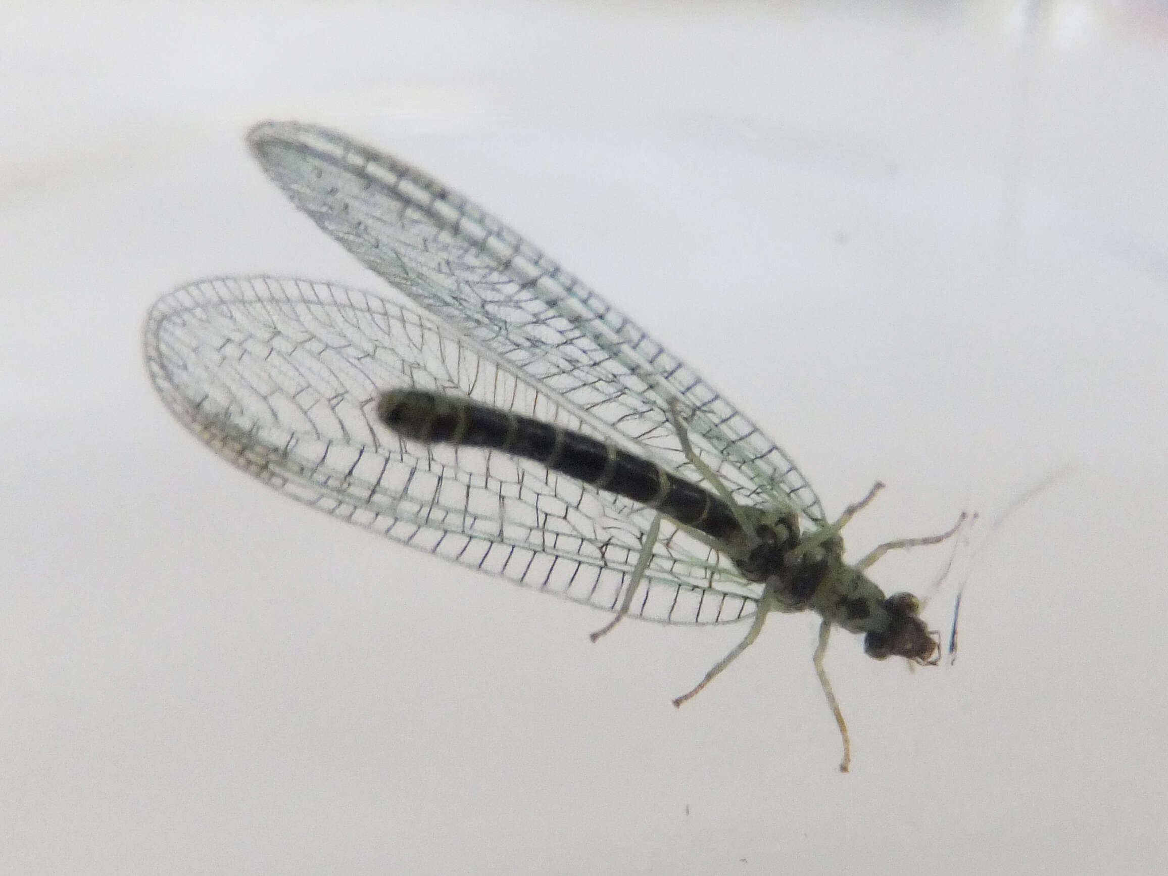 Image of Green lacewing