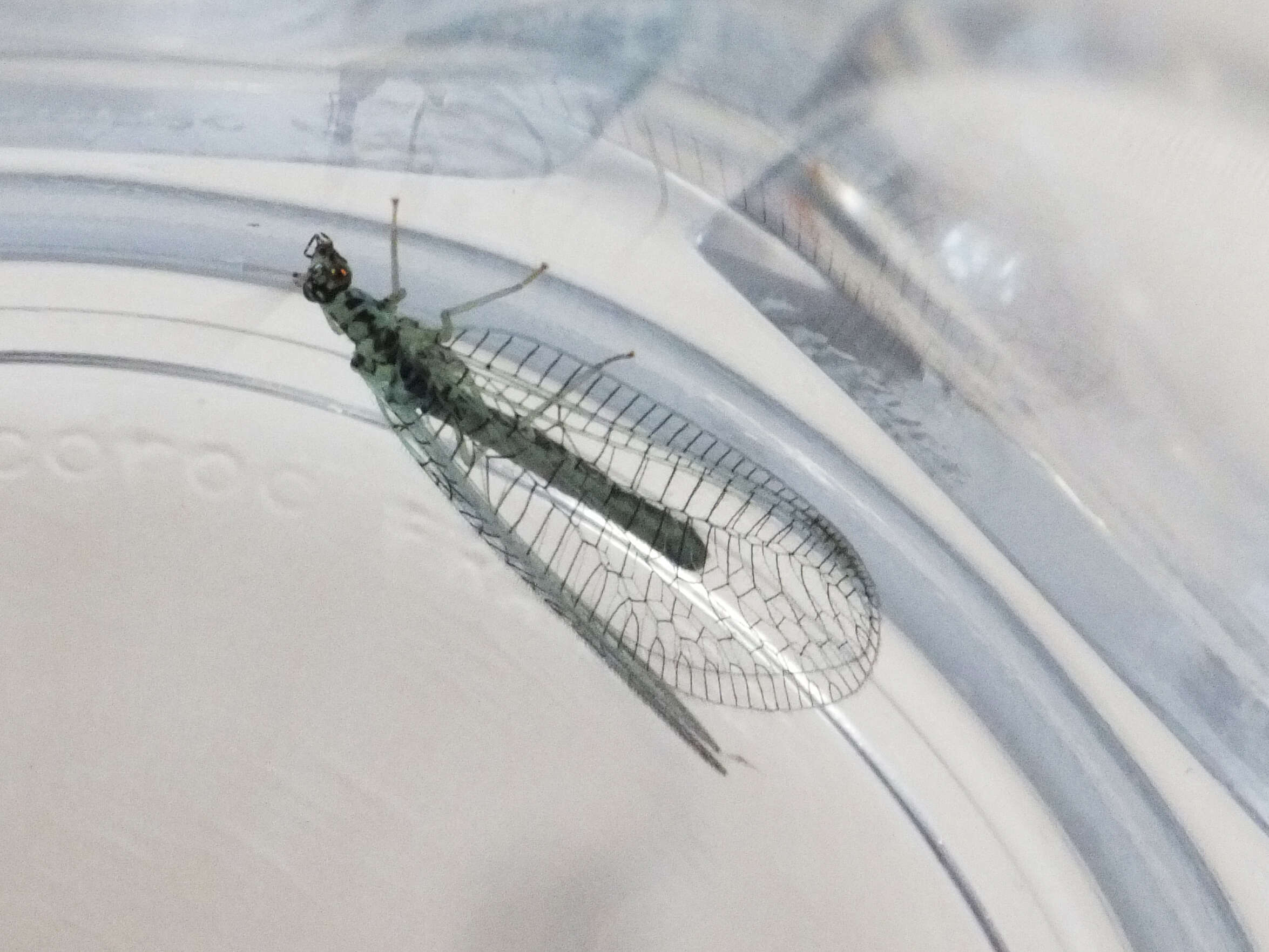 Image of Green lacewing