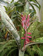 Image of billbergia