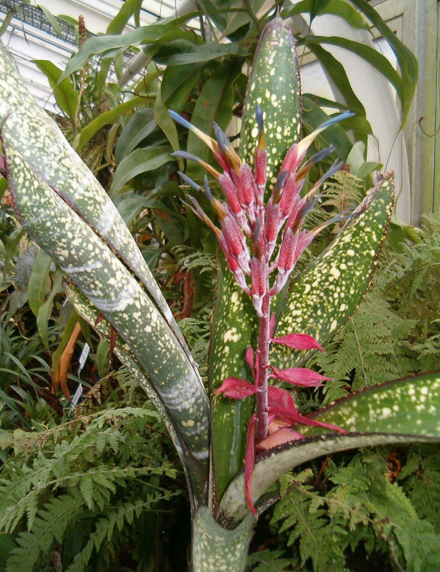 Image of billbergia