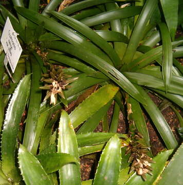 صورة Guzmania remyi L. B. Sm.