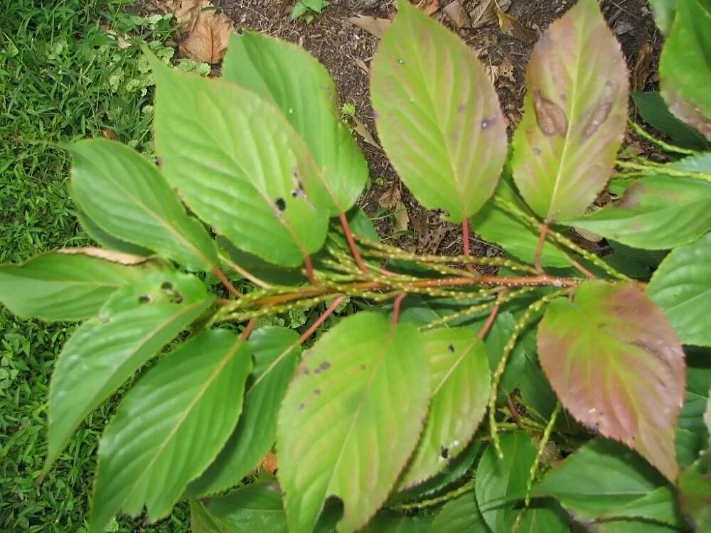 Image of Stachyurus praecox Sieb. & Zucc.