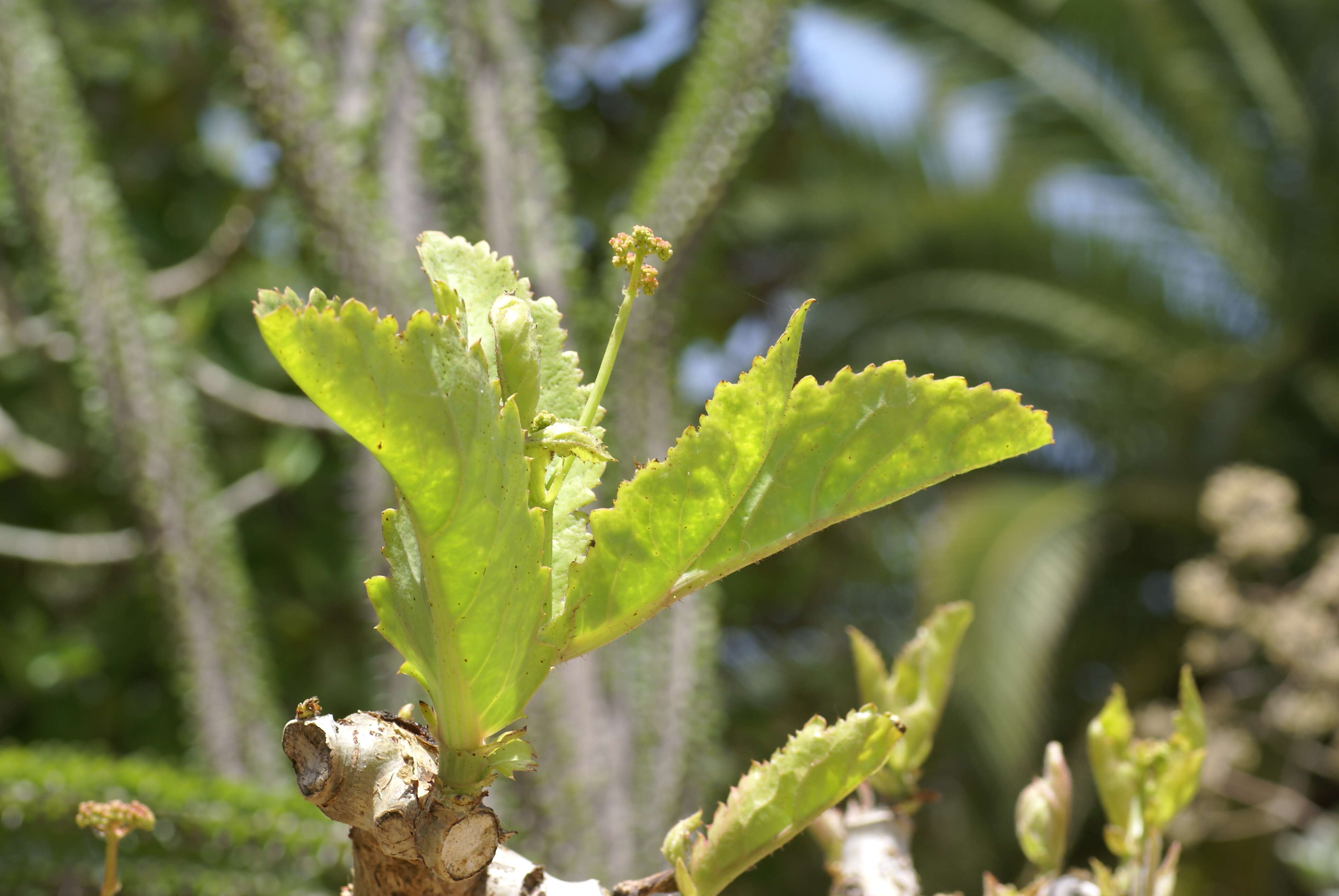 Image of Cyphostemma bainesii (Hook. fil.) Descoings