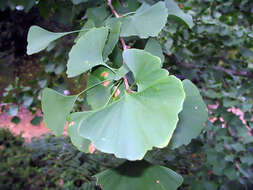 Image of Ginkgoopsida