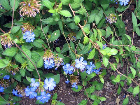 Image of Chinese-plumbago