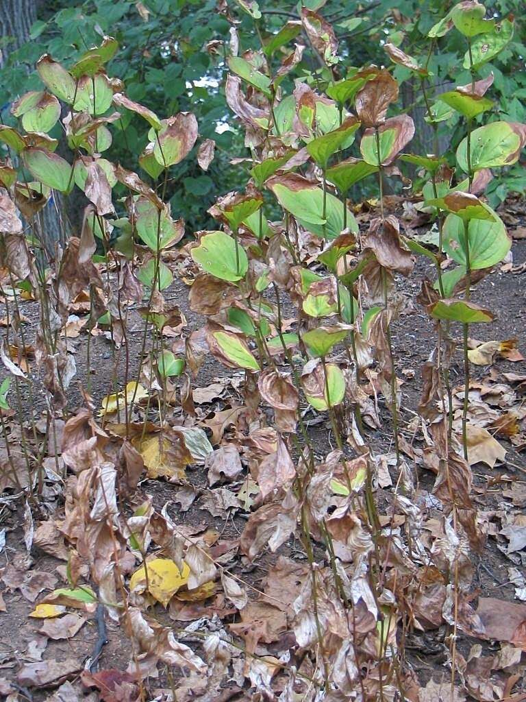 Image of Tricyrtis macropoda Miq.