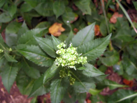 Image of Angelica pubescens Maxim.