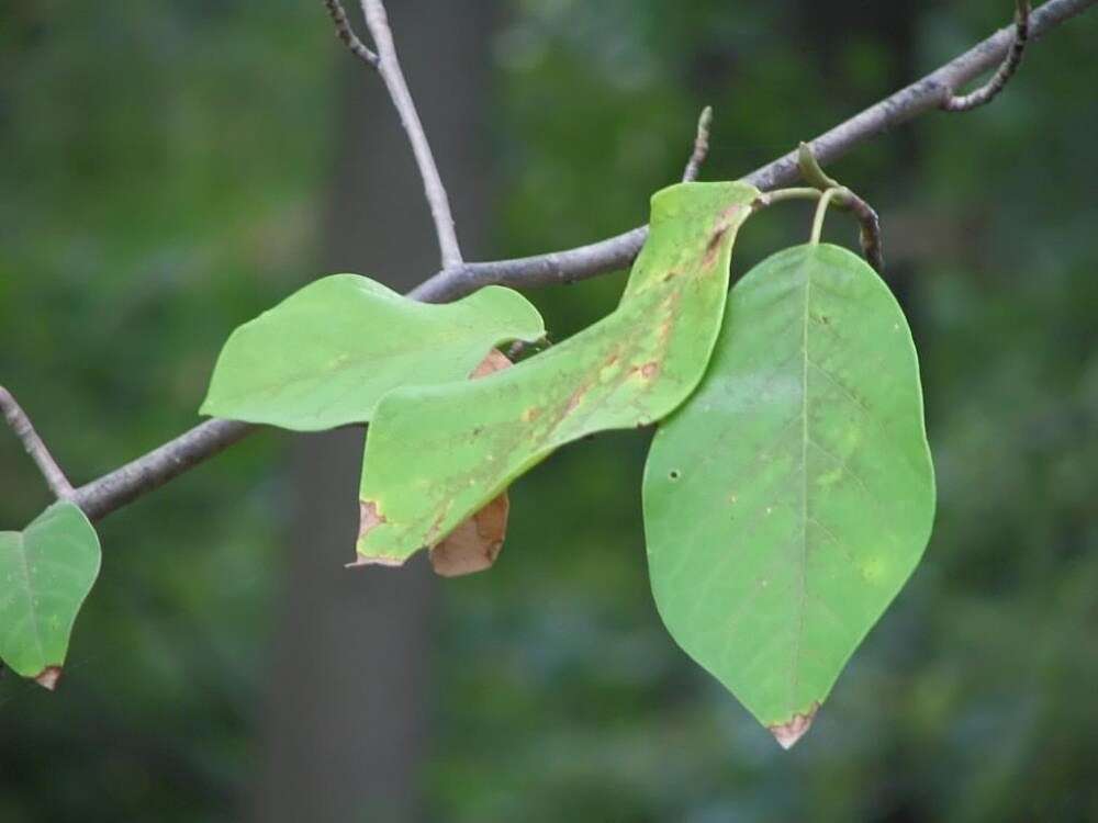 Image of Magnolia sieboldii K. Koch