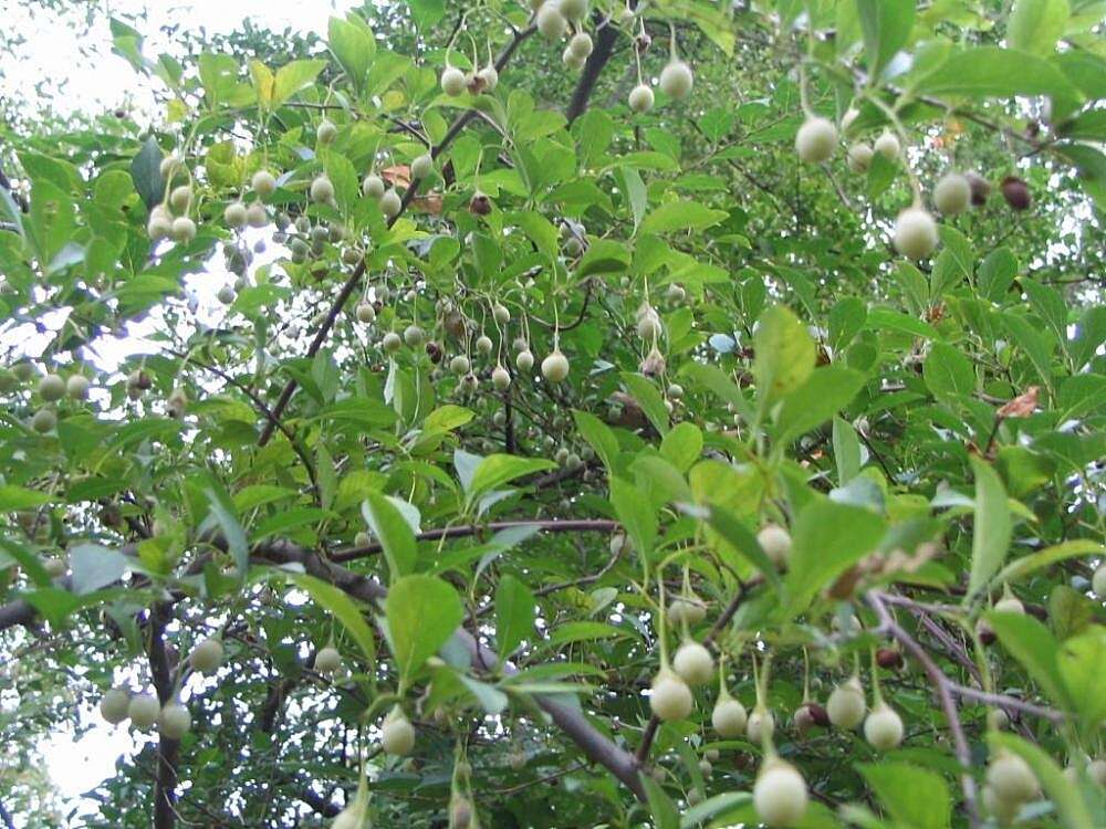 Image of Japanese snowbell