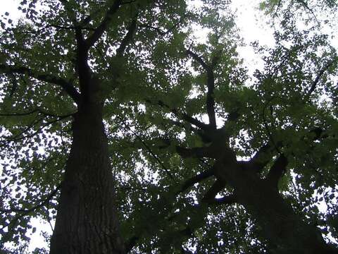 Image of Tulip tree