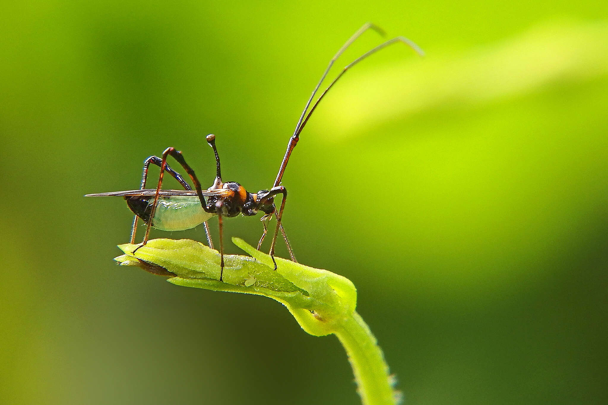 Слика од Helopeltis