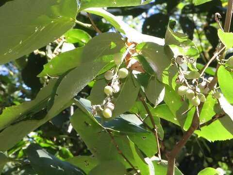 Plancia ëd Styrax obassia Siebold & Zucc.