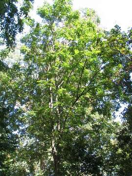 Image of goldenrain tree