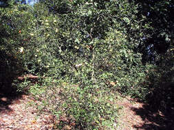 Image of Camellia sasanqua