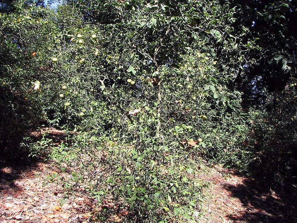 Image of Camellia sasanqua