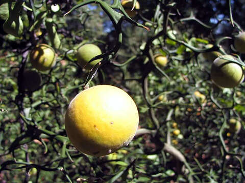 Image of Camellia sasanqua