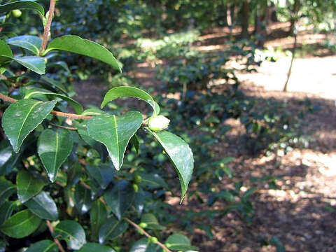 Image of Camellia sasanqua