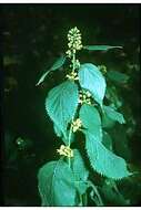 Image of Broad-leaved goldenrod