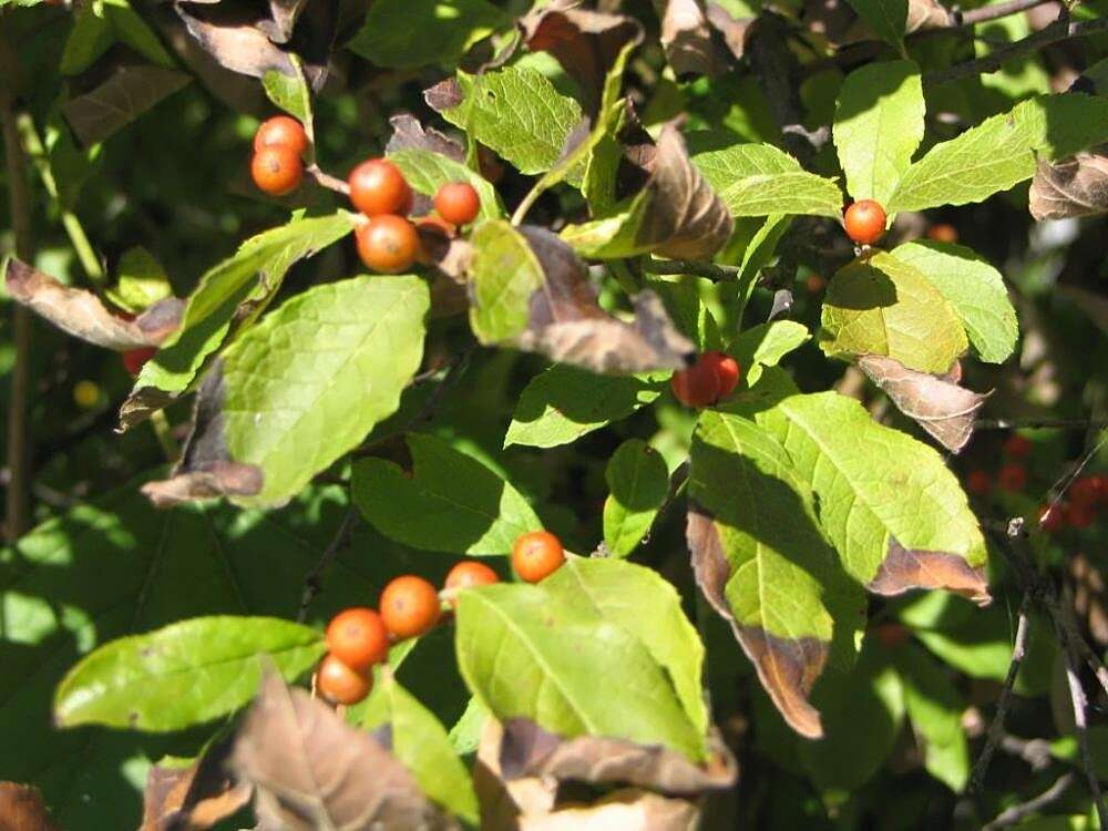 Image of Michigan holly