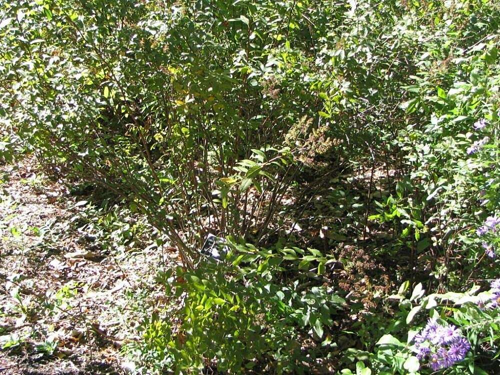 Imagem de Spiraea alba var. latifolia (Aiton) H. E. Ahles
