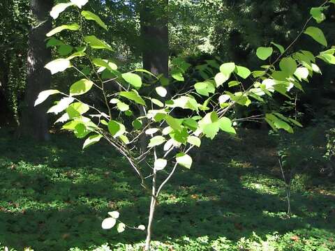 Plancia ëd Sinowilsonia henryi Hemsl.